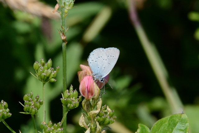Celastrina argiolus o Cupido osiris ?